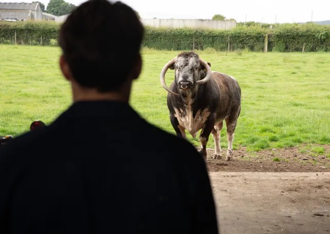 What a load of bull! Emmerdale confirms bizarre new storyline